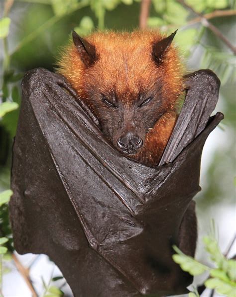 giant golden-crowned flying fox|giant golden crowned fruit bat.